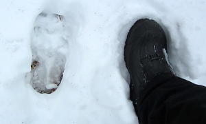 Moose Tracks in Woodford, Vermont